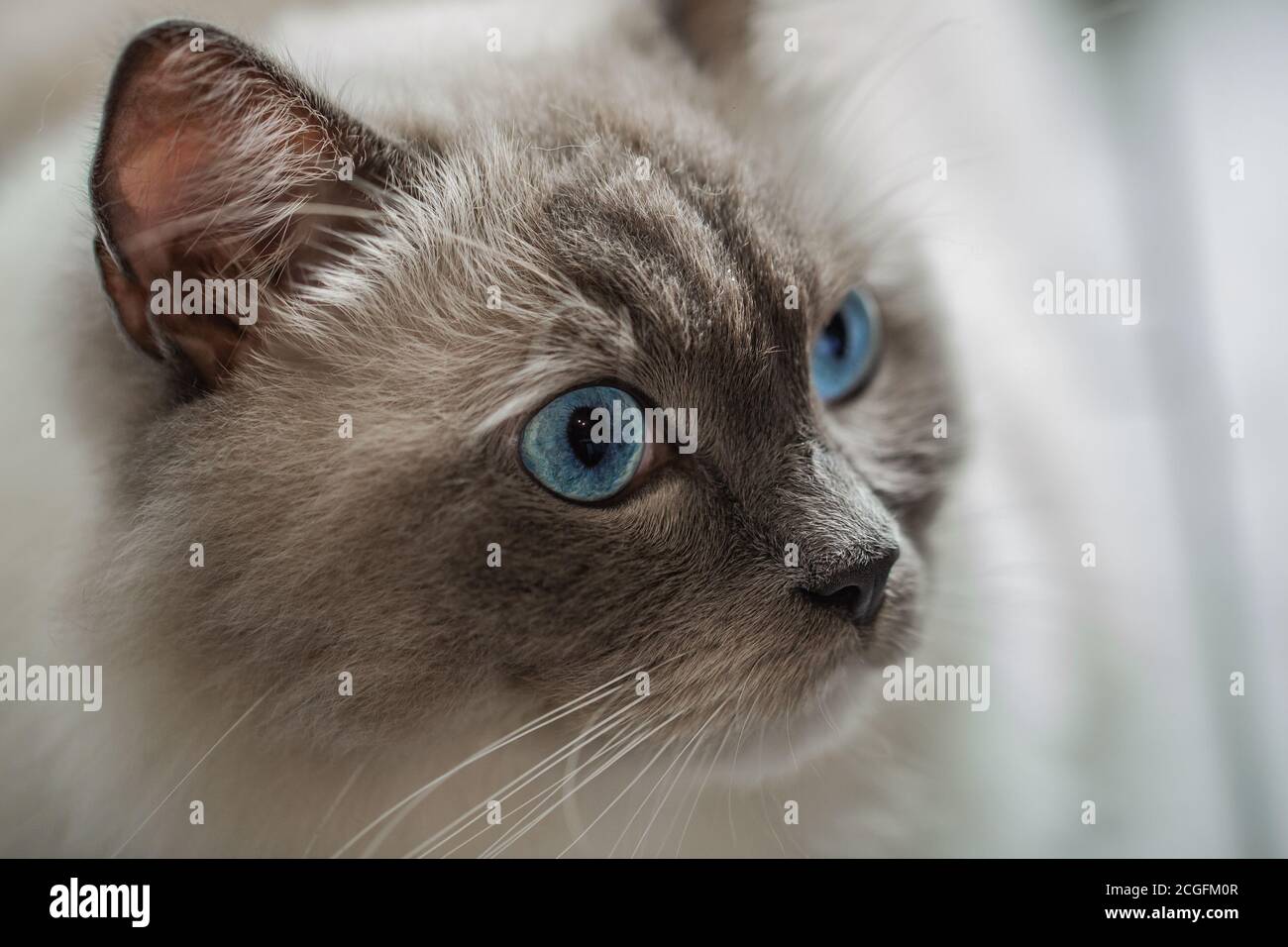 Ragdoll kitty hi-res stock photography and images - Alamy