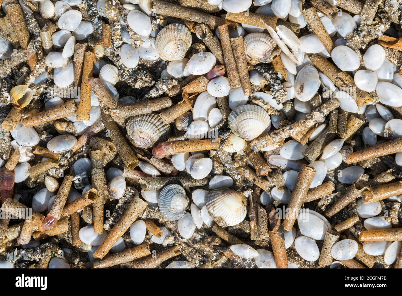 Various sea shells and worm tubes washed up on a North Wales beach after a storm Stock Photo