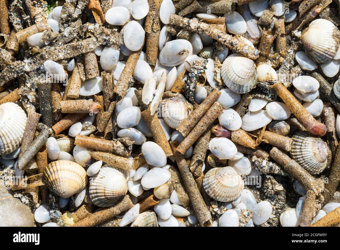 Various sea shells and worm tubes washed up on a North Wales beach after a storm Stock Photo