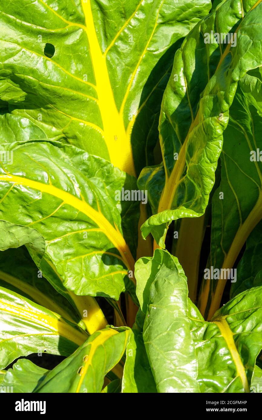 Yellow mangold swiss chard garden leaves in vegetable garden Stock Photo
