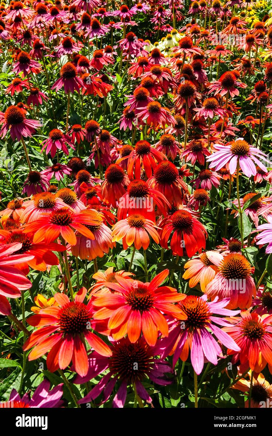 August herbaceous border colour summer flowers Red Coneflowers garden Echinacea Cheyenne Spirit Stock Photo