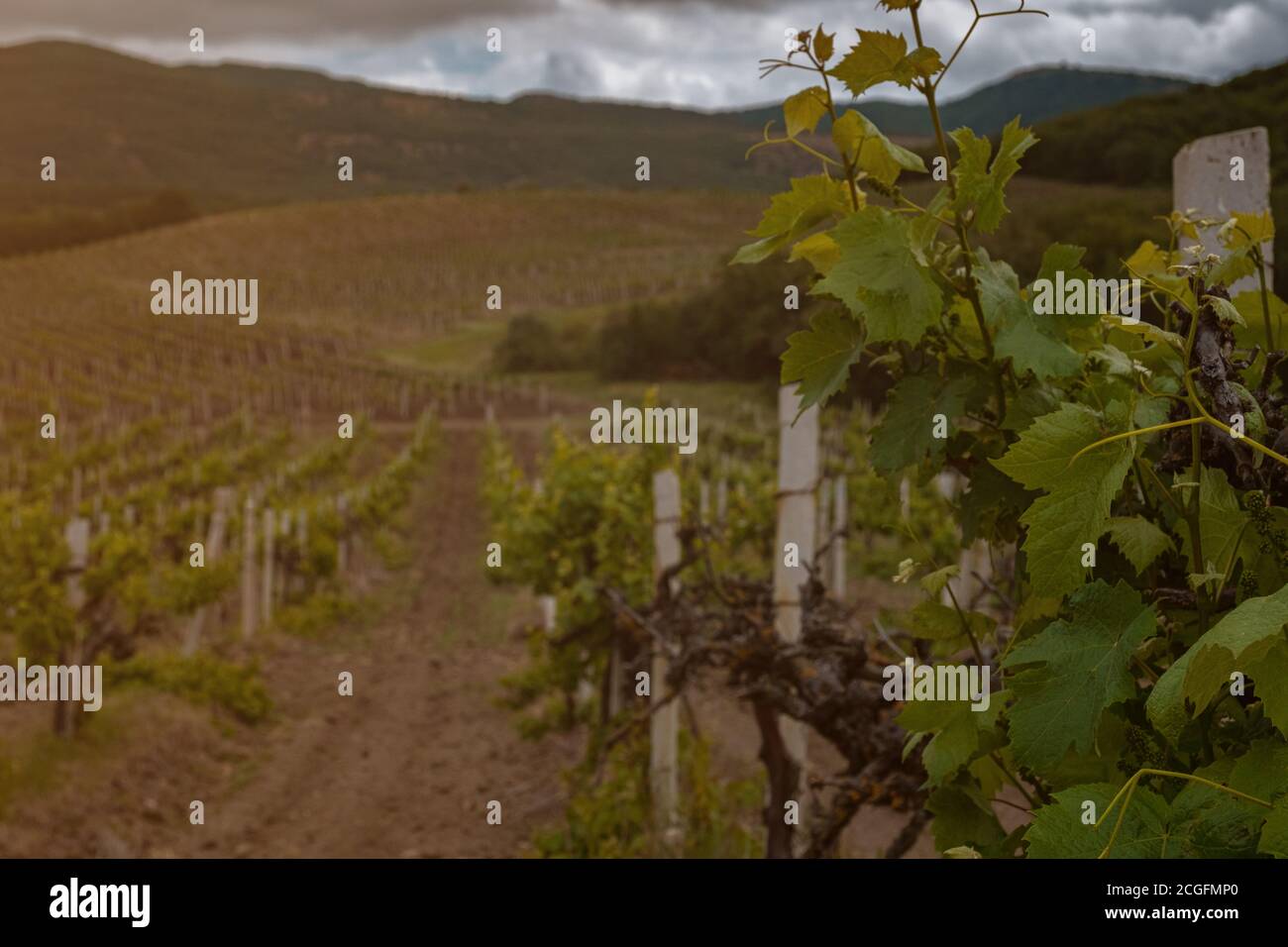 green spring vineyards landscape and vines in cloudy weather. royal ...