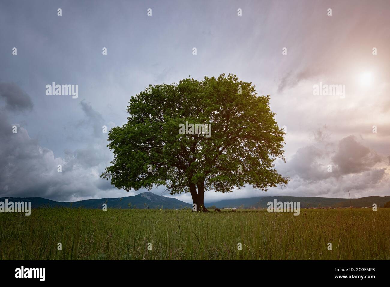 Oak tree in full leaf standing alone in a field in summer against a ...
