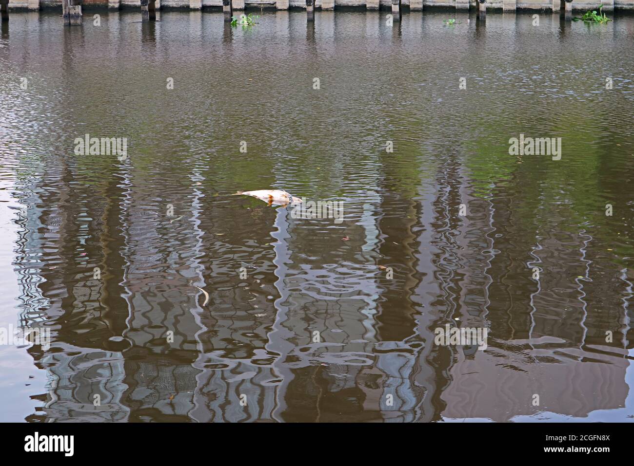 Dead fish floating on the river for the concept of water pollution Stock Photo