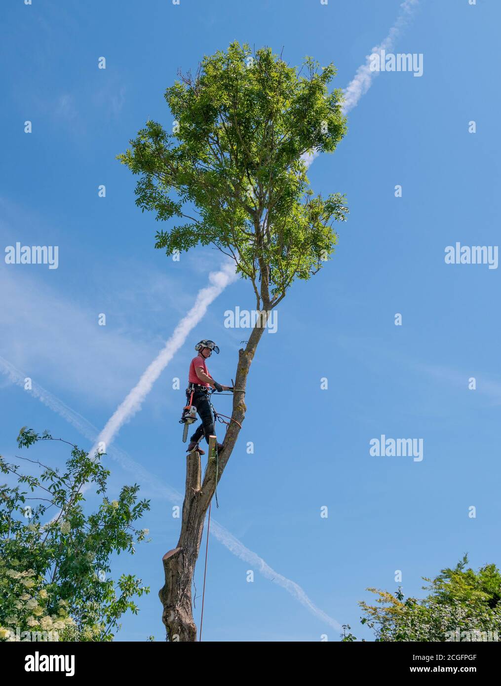 Arborist or tree Surgeon cutting down tall tree using safety ropes. Stock Photo