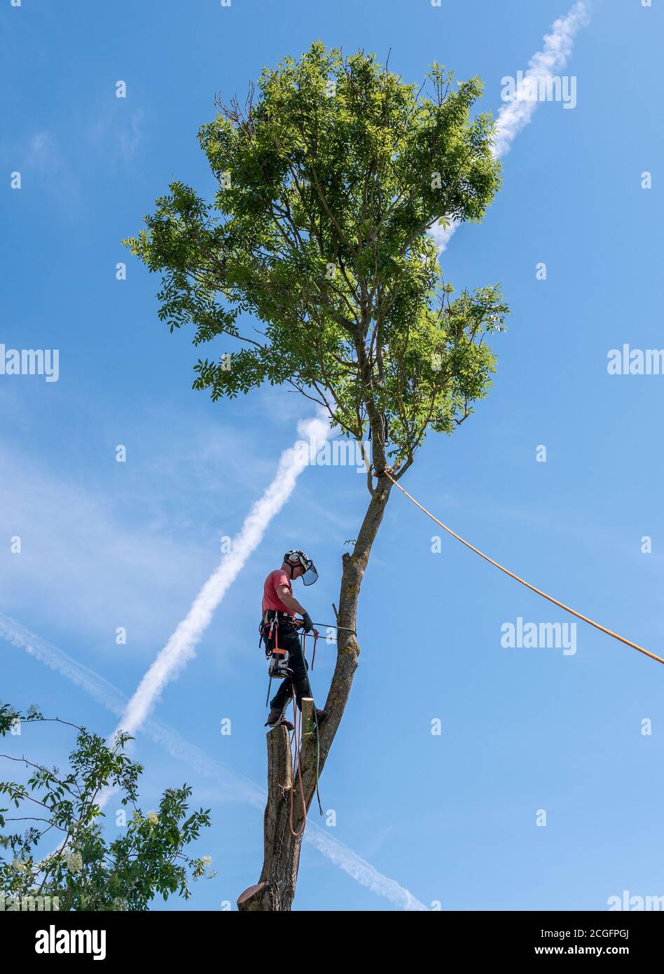 Tree Surgeon or Arborist adjusting his safety ropes standing up a tall tree. Stock Photo