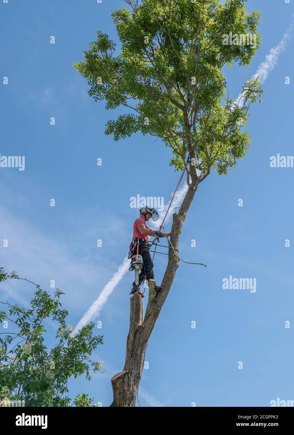 Arborist or tree Surgeon using safety ropes and a harness up a tall tree. Stock Photo