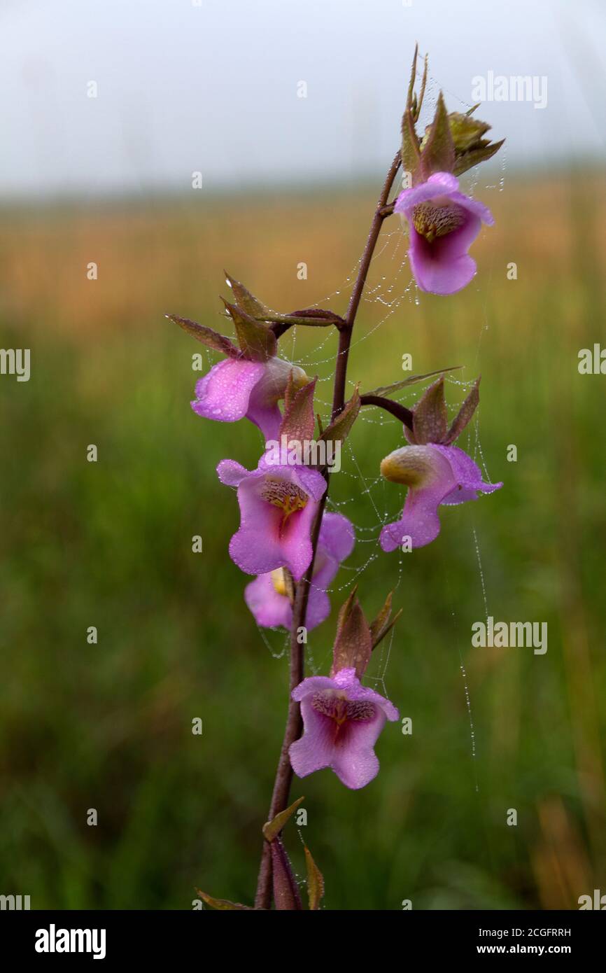 The Foxglove or Pink Vlei Orchid is a highly variable and widespread throughout the grass lands of Southern and Eastern Africa. The flower stem grows Stock Photo
