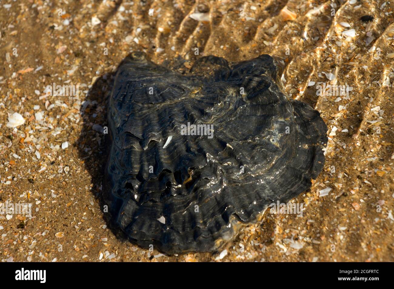 The distinctive dark flaky concentric ridges of the Portuguese Oyster