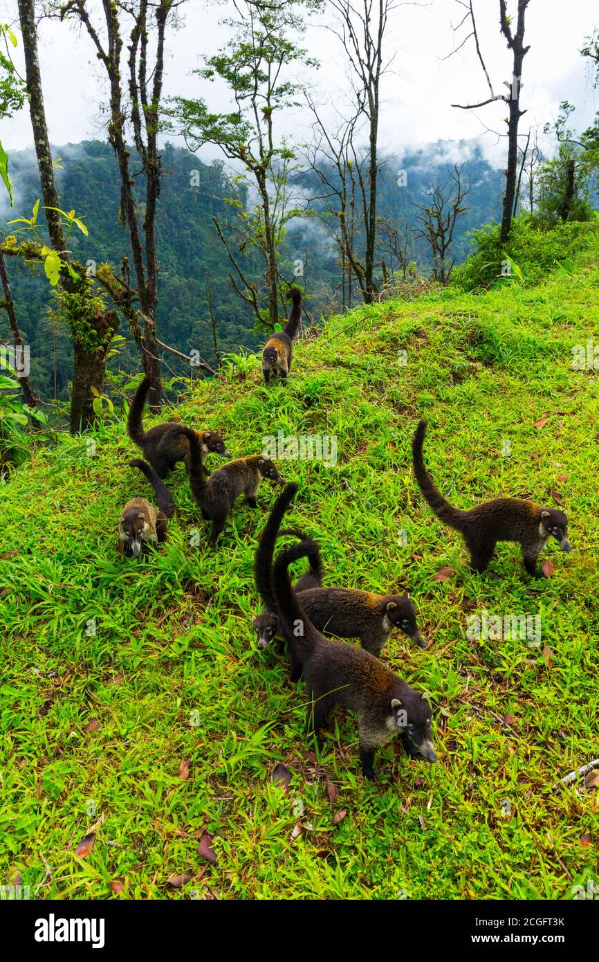 White-nosed coati (Nasua narica), Alajuela Region, Costa Rica, Central ...