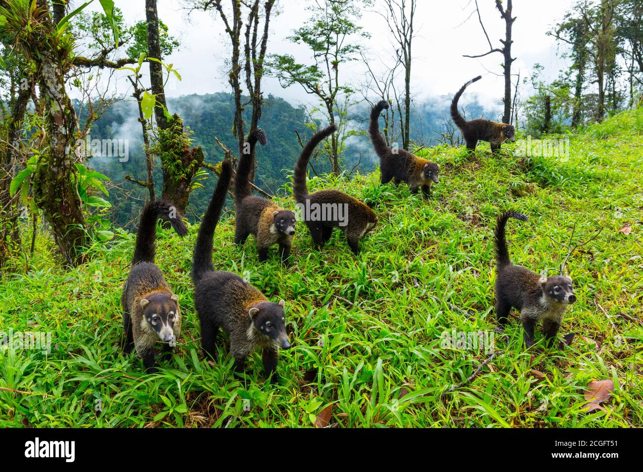 White nosed coati nasua narica alajuela hi-res stock photography and ...