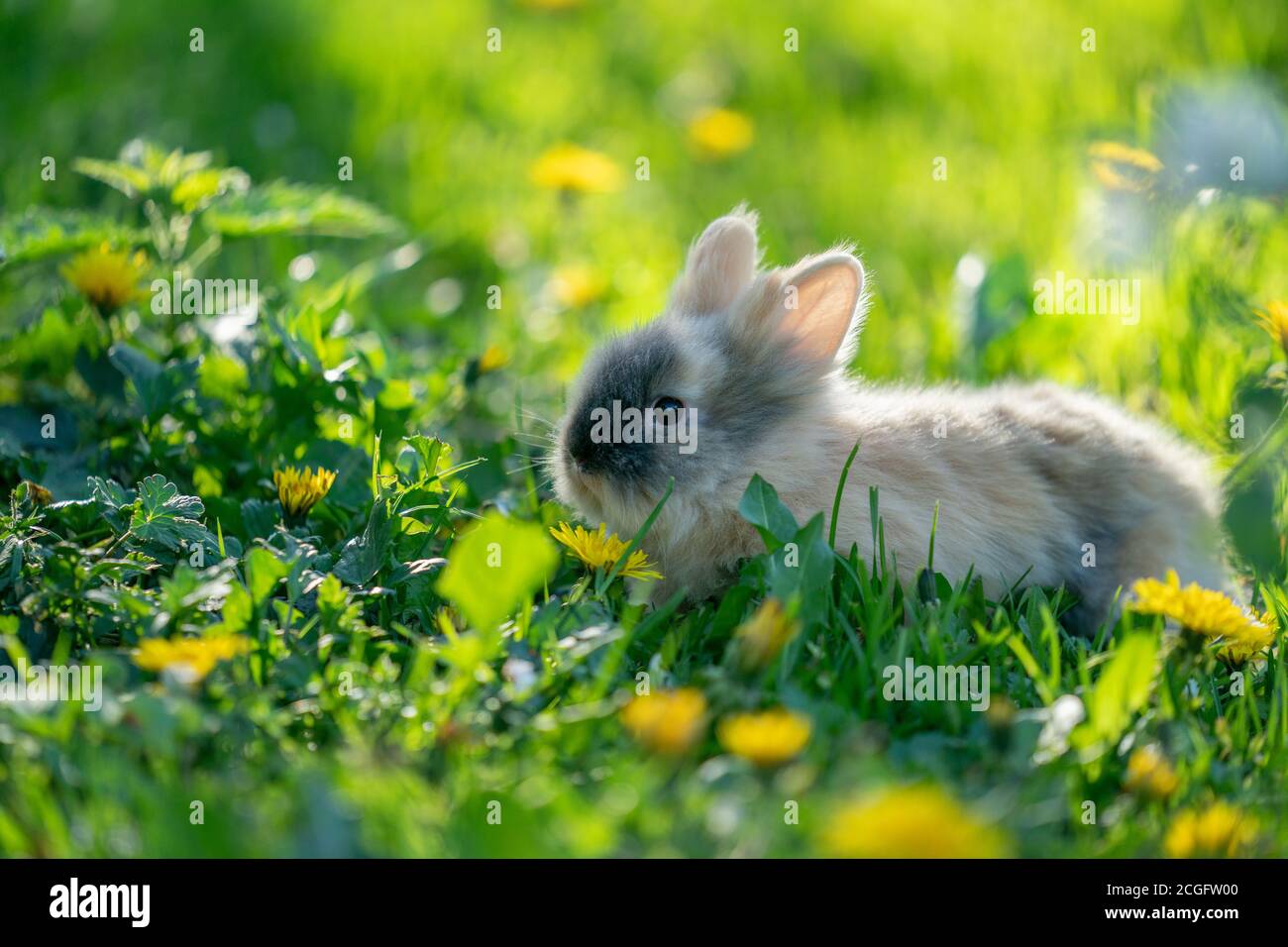 Baby rabbit hi-res stock photography and images - Alamy