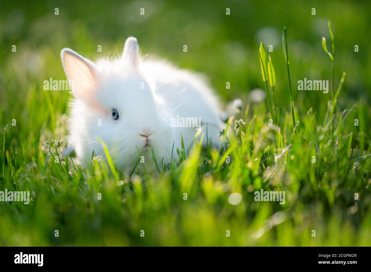 Baby rabbit in grass. White cute pet animal Stock Photo Alamy