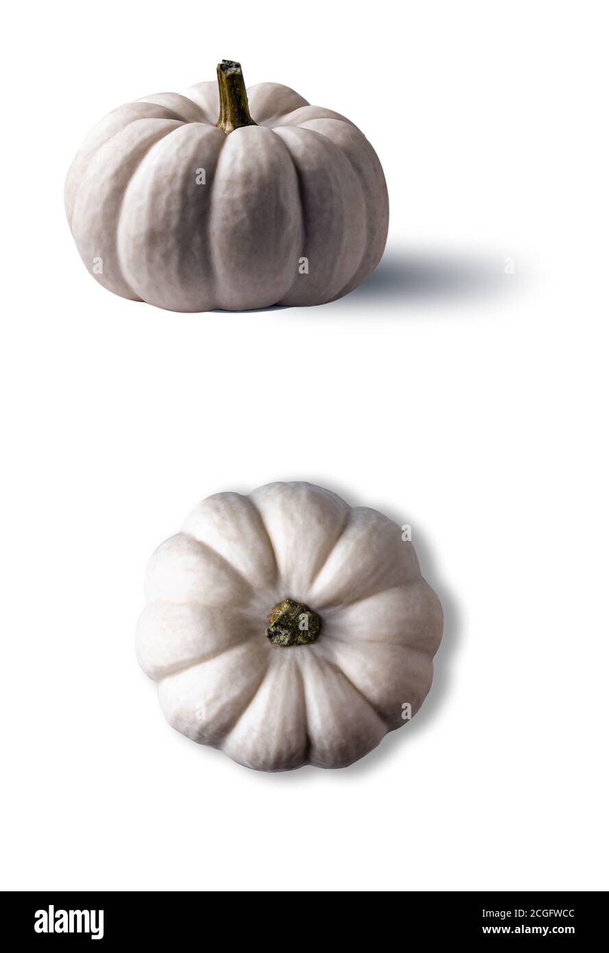 Whole white pumpkin with its shadow from above and side view isolated on white background. Vertical orientation. Copy space. Stock Photo