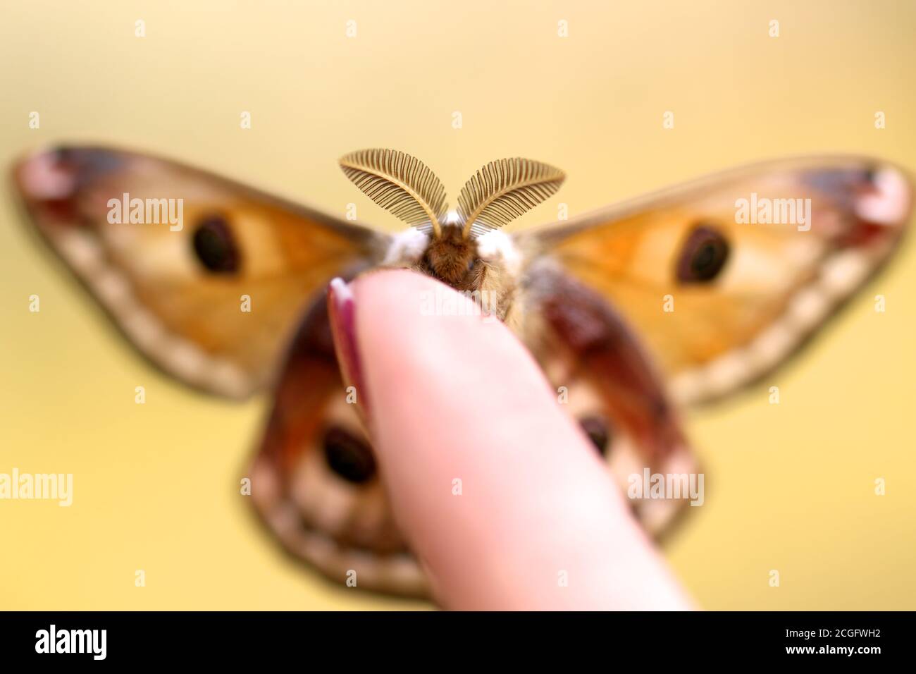 Small Saturnia Pavoniella Emperor Moth brown butterfly over the finger with her big antennae. After one year of sleep in the cocoone,it is ready to fly for her last few days of life. Stock Photo
