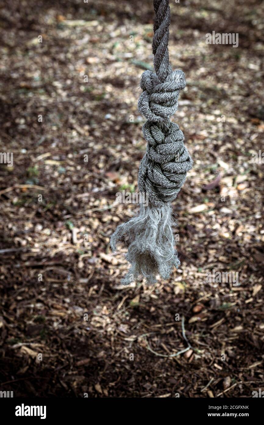 A rope hanging in a forest clearing Stock Photo Alamy