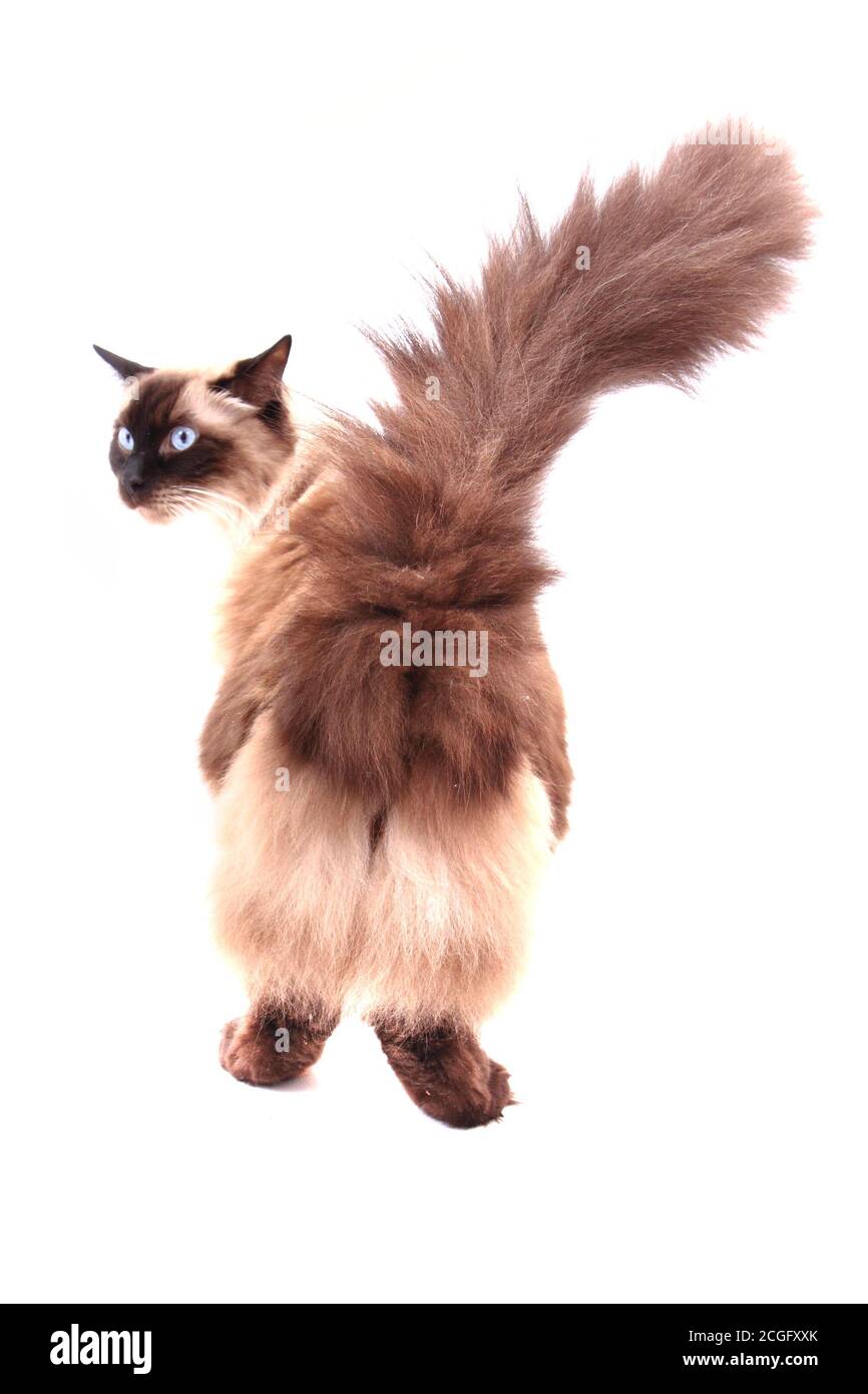 ragdoll cat isolated on the white background Stock Photo - Alamy