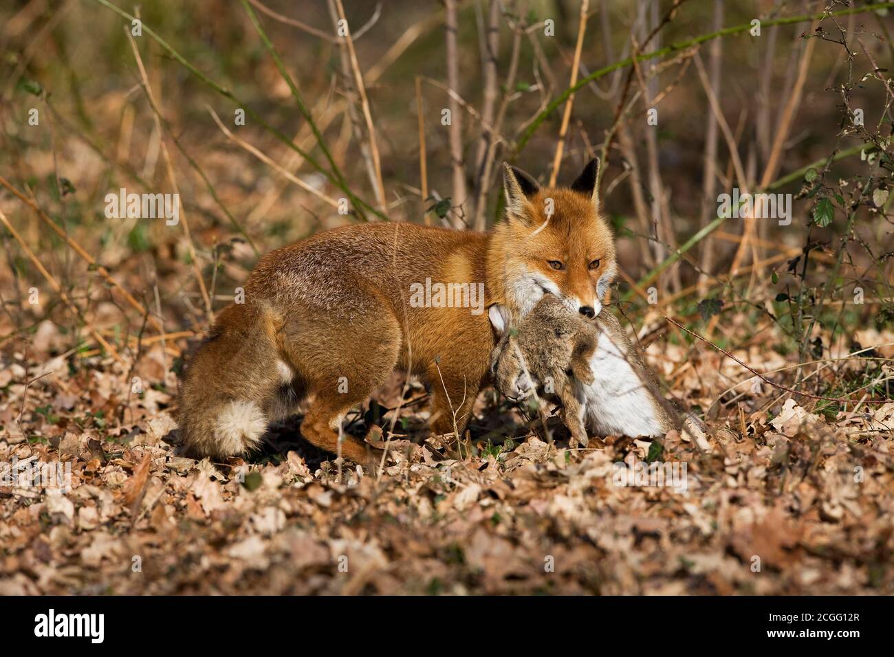 RED FOX vulpes vulpes, MALE WITH A RABBIT KILL, NORMANDY IN FRANCE ...