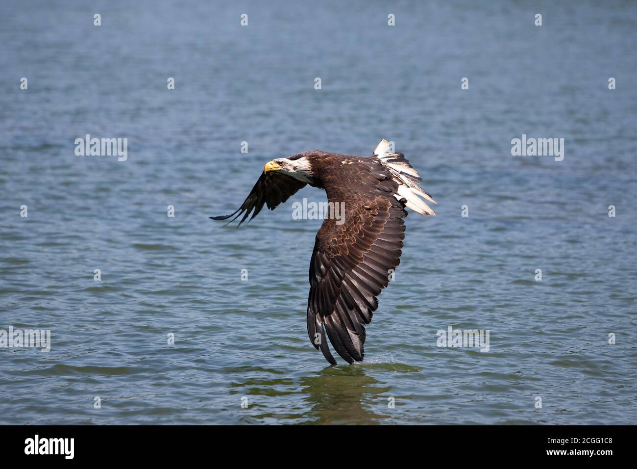 BALD EAGLE haliaeetus leucocephalus, JUVENILE IN FLIGHT Stock Photo - Alamy
