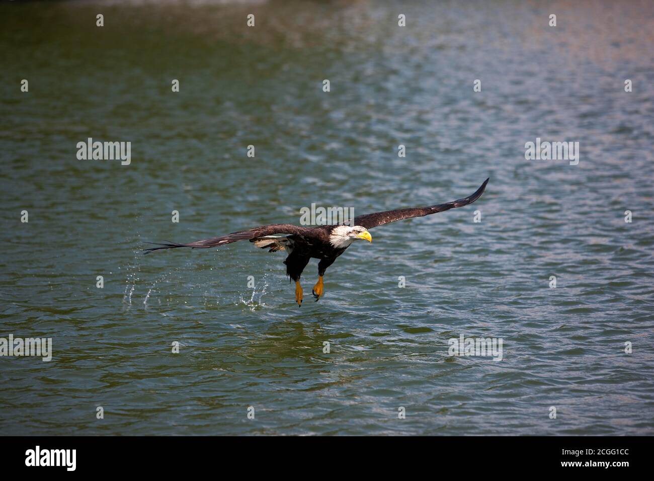 BALD EAGLE haliaeetus leucocephalus, JUVENILE IN FLIGHT Stock Photo - Alamy