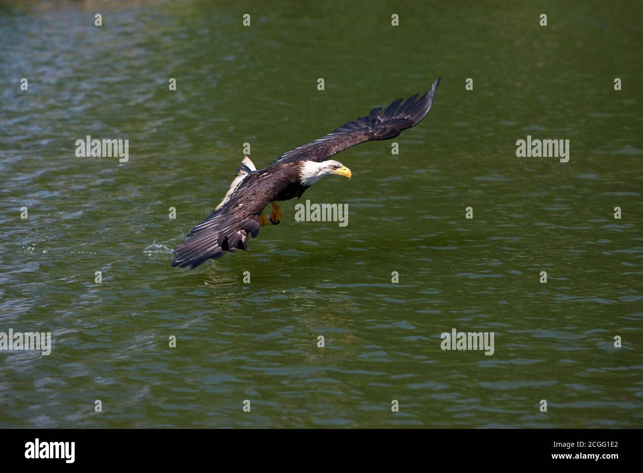 BALD EAGLE haliaeetus leucocephalus, JUVENILE IN FLIGHT Stock Photo - Alamy