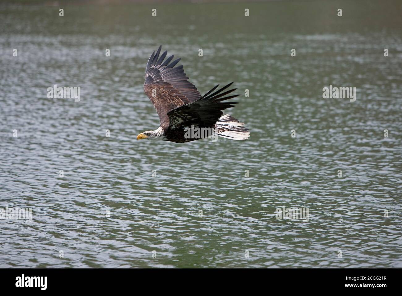 Bald Eagle, haliaeetus leucocephalus, Juvenile in Flight Stock Photo ...