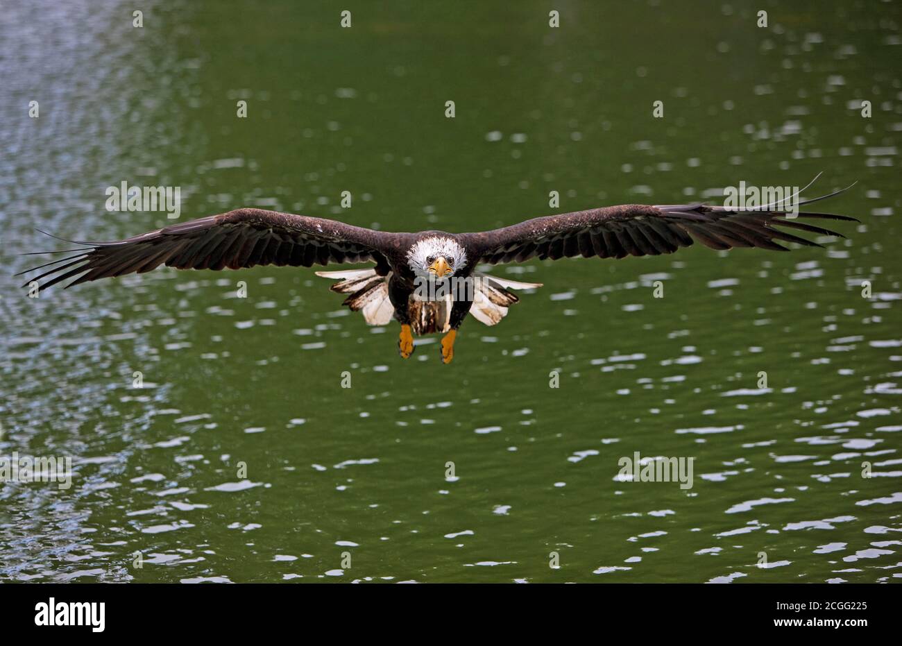 Bald Eagle, haliaeetus leucocephalus, Juvenile in Flight Stock Photo ...