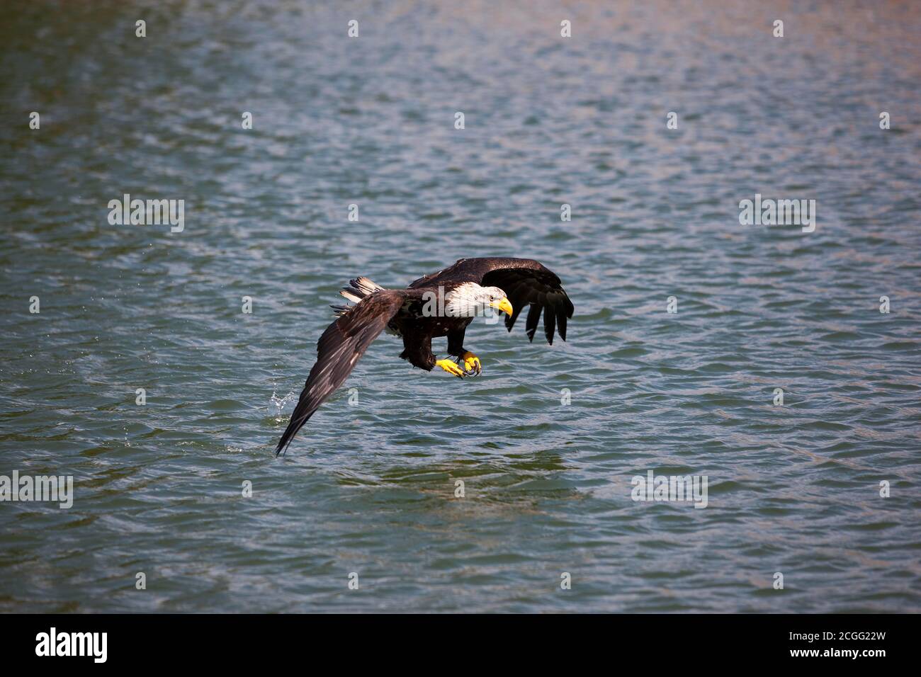 Bald Eagle, haliaeetus leucocephalus, Juvenile in Flight, Fishing Stock ...