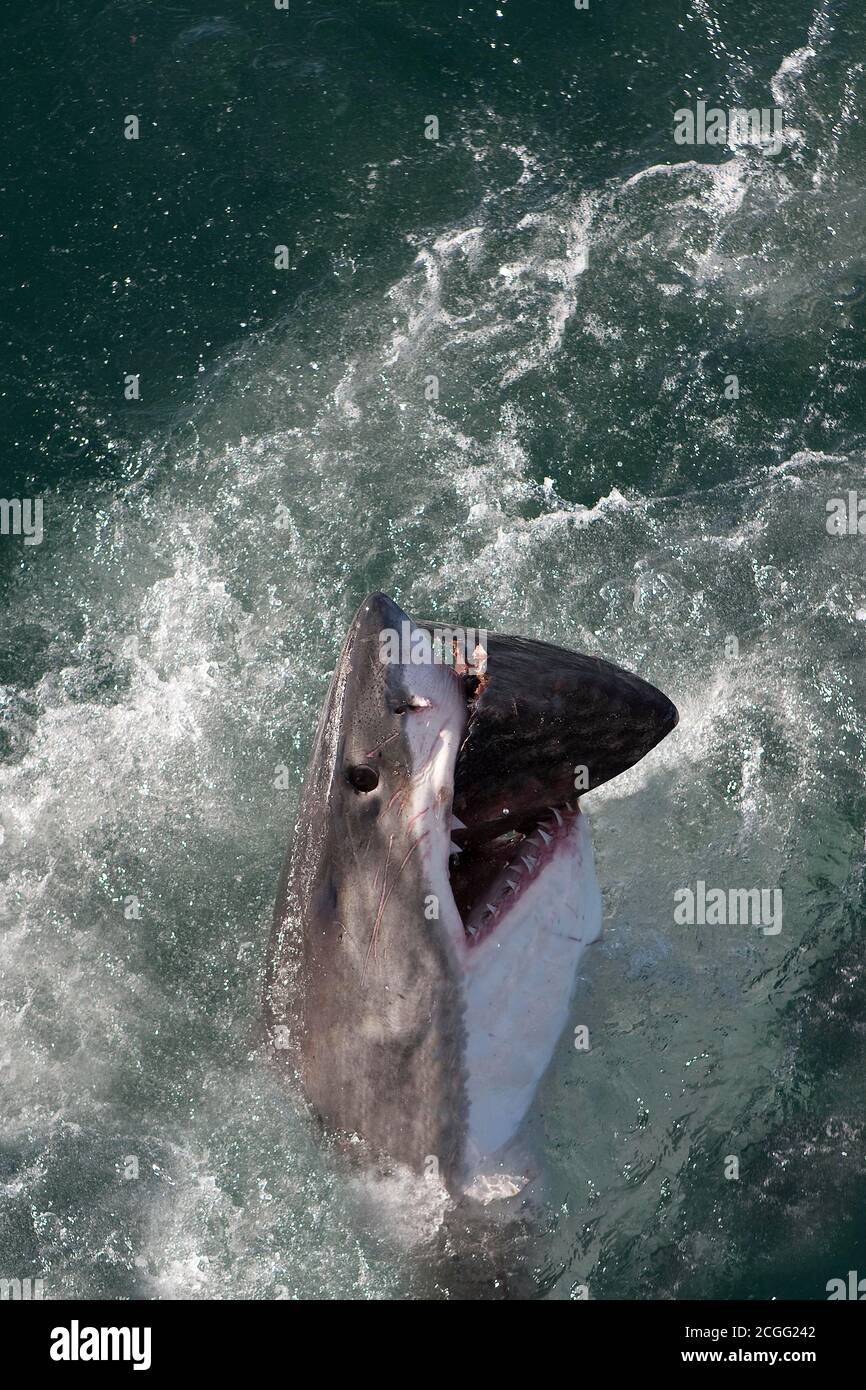 Great White Shark, carcharodon carcharias, Adult Eating Tuna fish, False Bay in South Africa