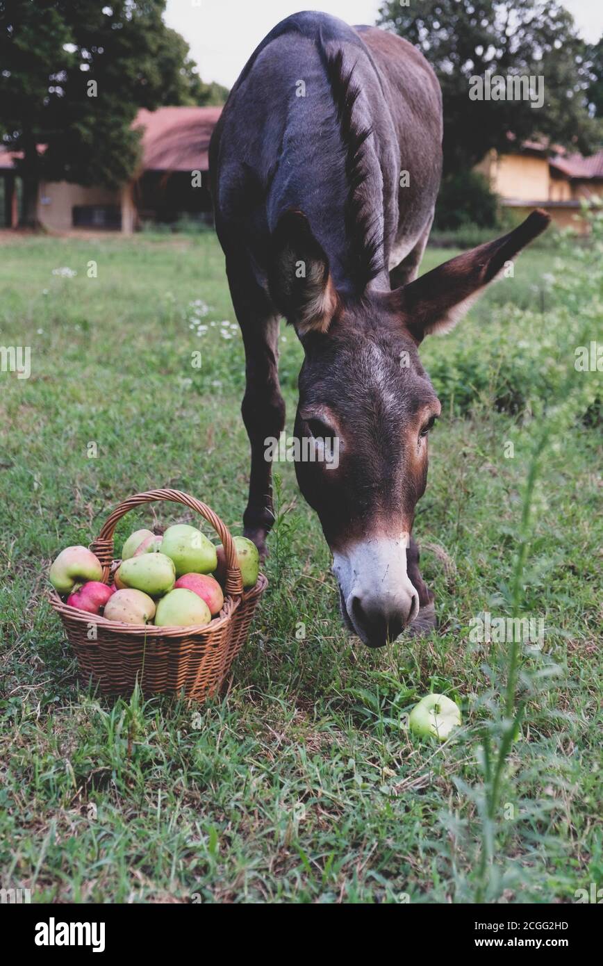 Funny donkey eating freshly picked organic apples. Stock Photo