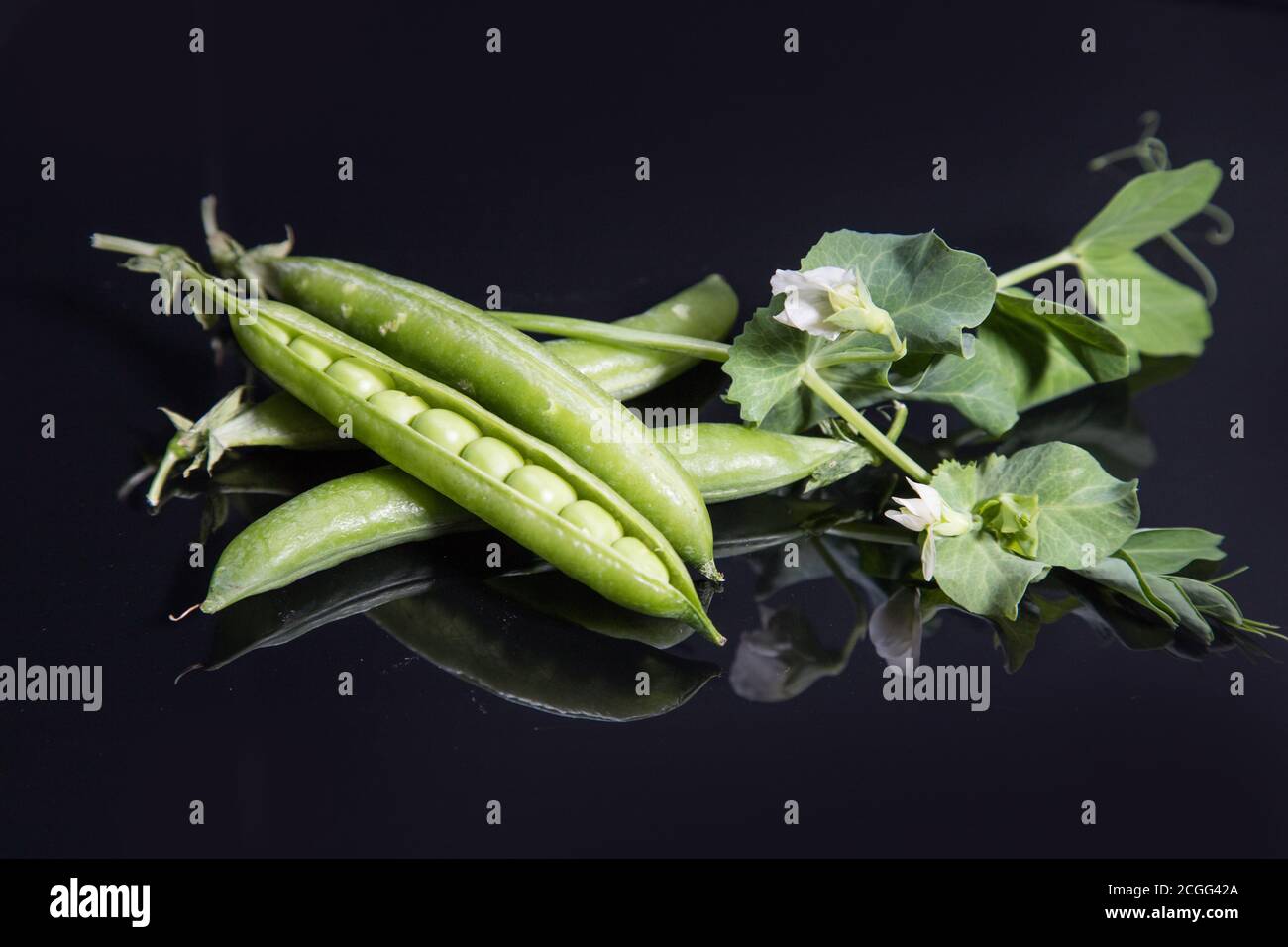 Green pea pods lie on a black background with a mirror image. Horizontal arrangement Stock Photo