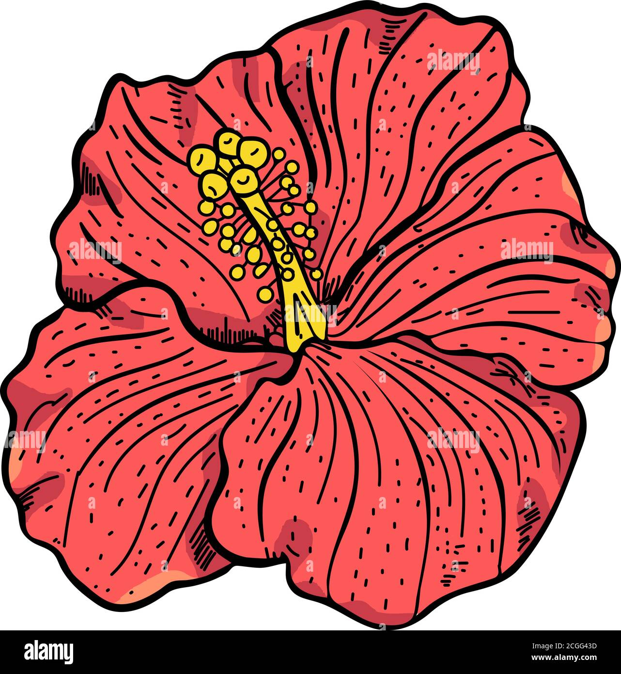 Vector Realistic Hibiscus Flower Isolated Stock Vector Image & Art - Alamy