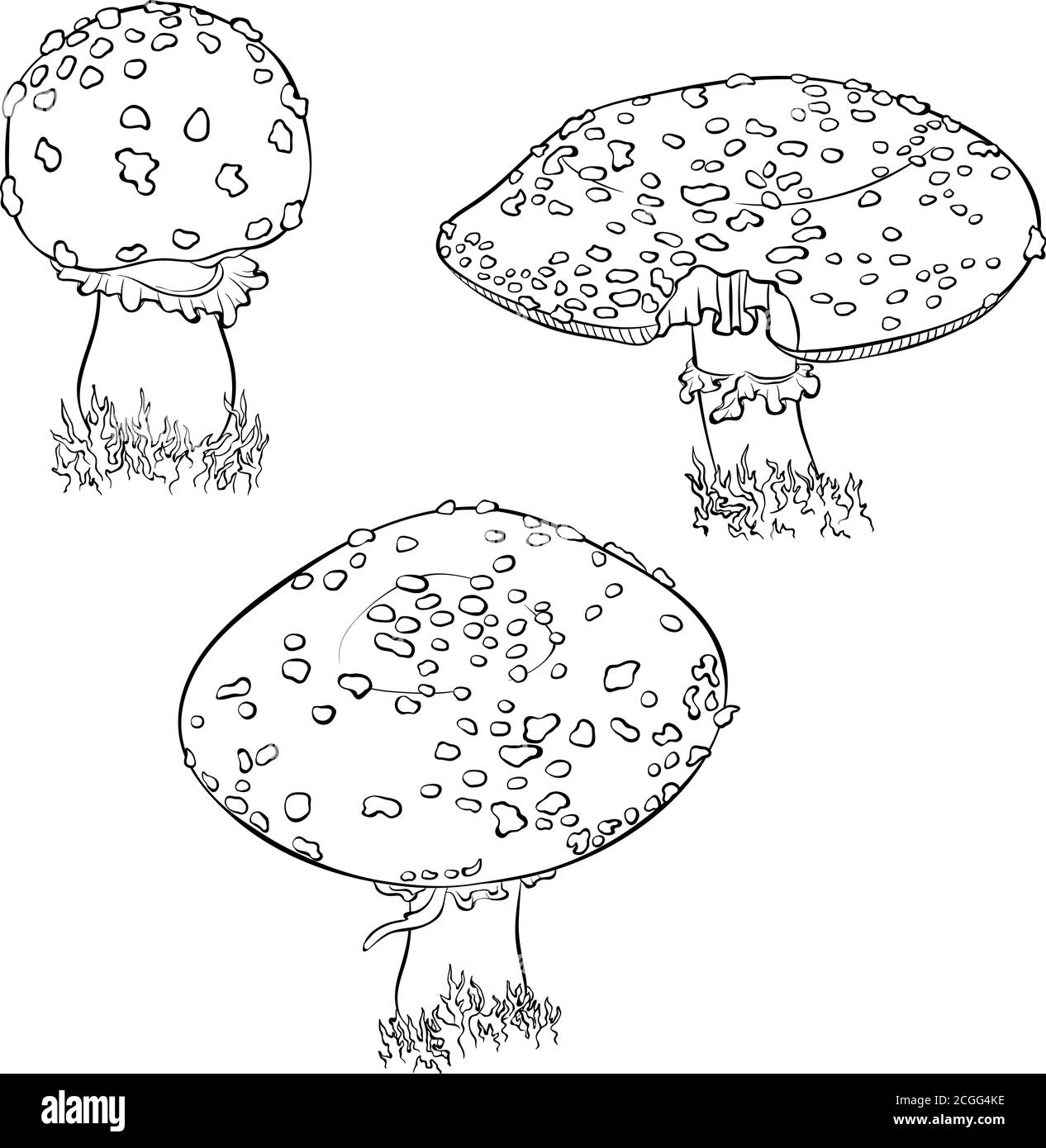 Forest poisonous mushroom Amanita Pantherina non-edible in line art style. Fly agaric vector illustration set isolated on a white background. Coloring book page. Symbol of witchcraft, mysticism Stock Vector