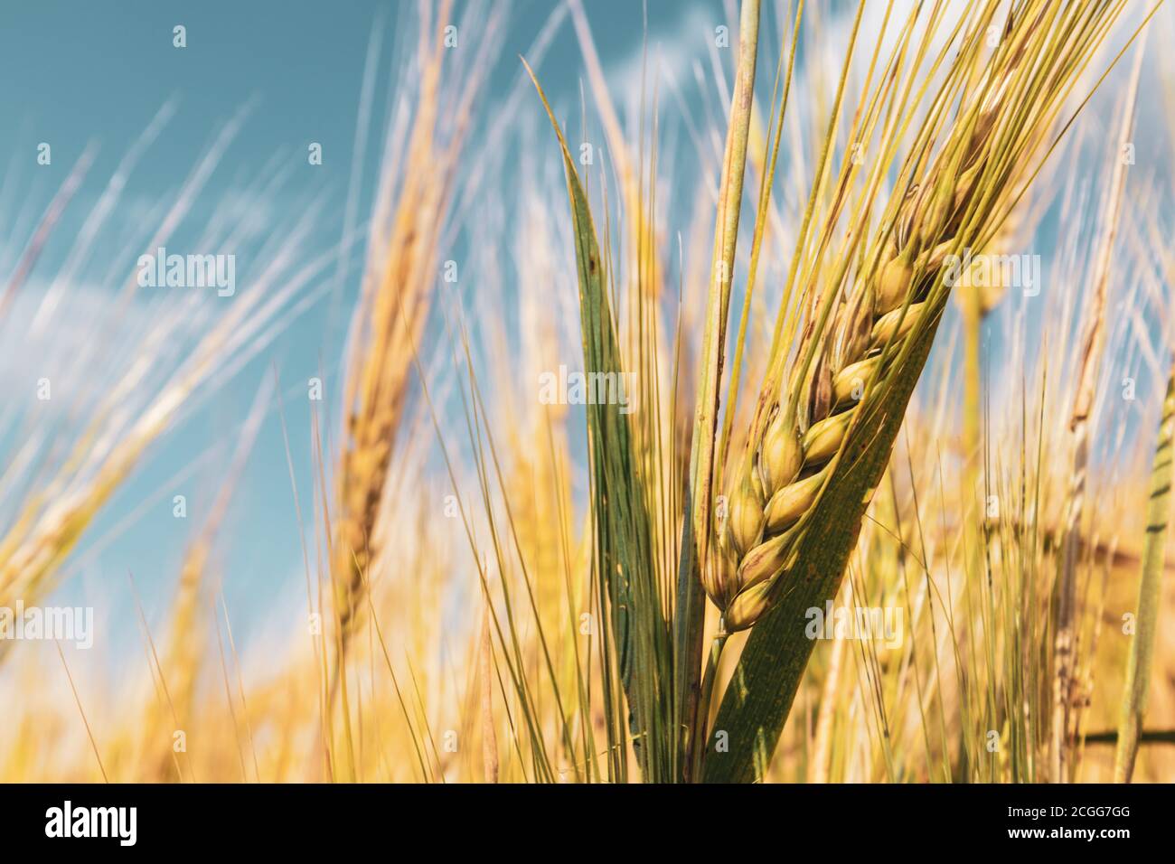 Sunny gold wheat straw close-up with blurred field background. Agriculture gathering in crops summer time macro color graded Stock Photo