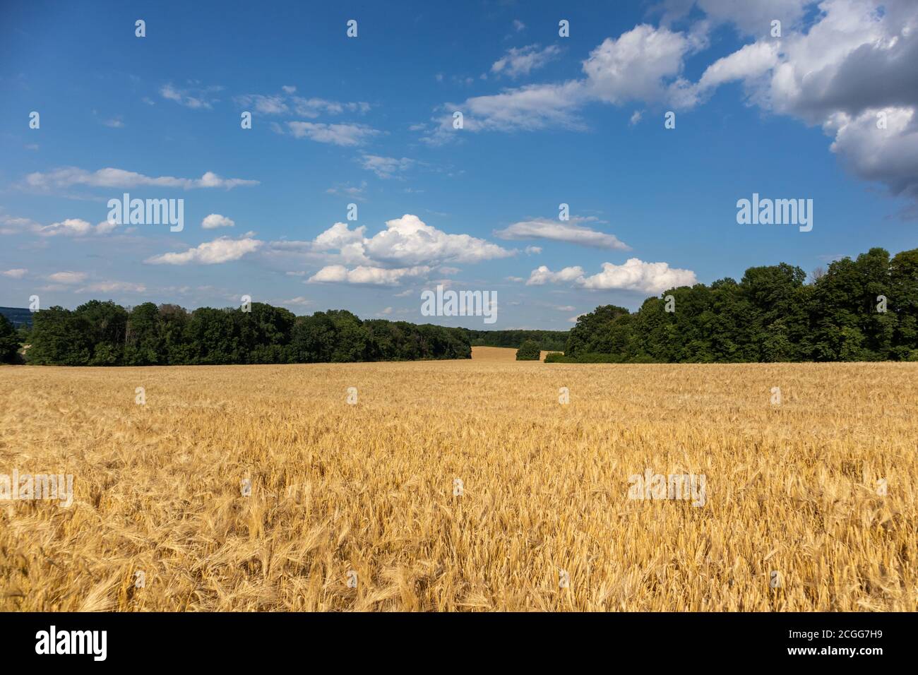 Golden wheat field harvest with clouds on vivid blue sky and green ...