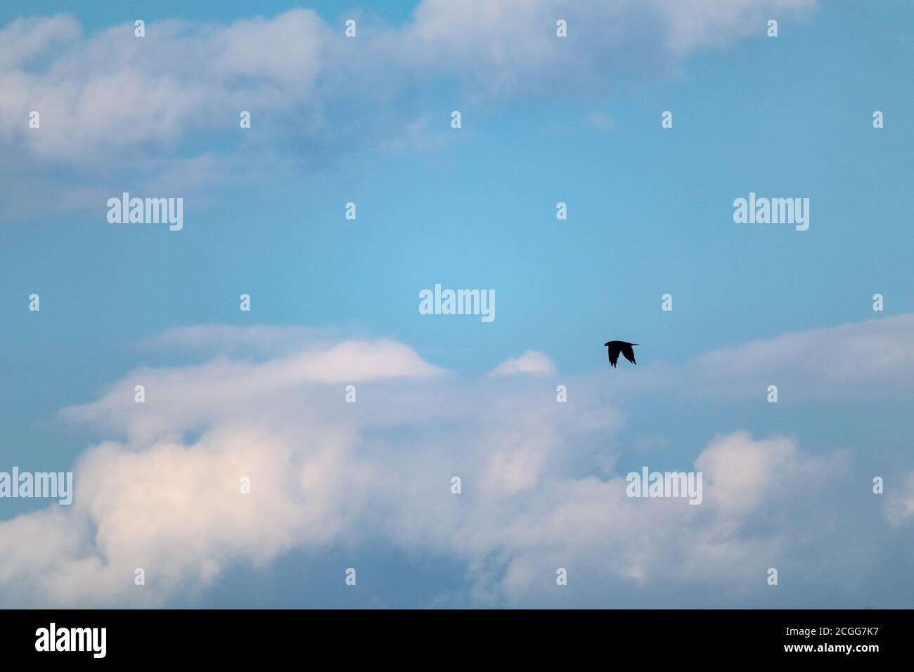 One single black bird silhouette flying hunting in cloudy evening blue sky Stock Photo