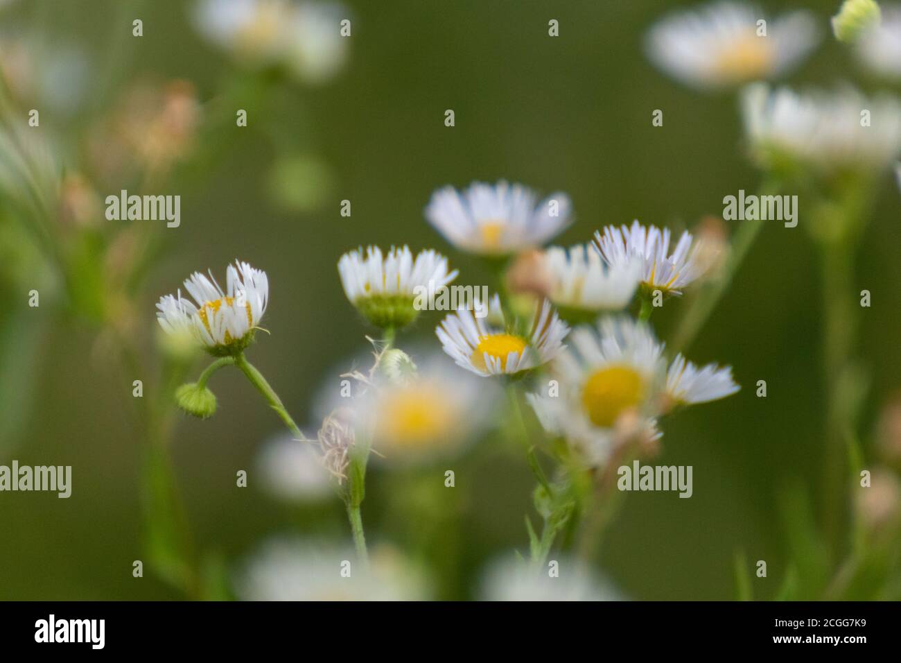 Sweet tiny white wild daisy like flowers in wild natural field in green blurred environment background. Erigeron strigosus Stock Photo