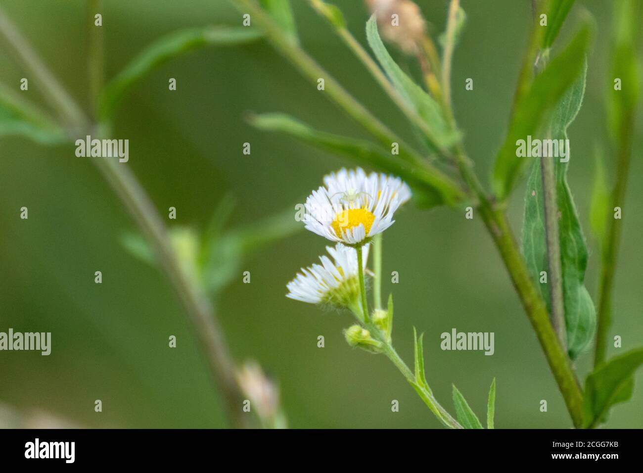 Tiny white wild daisy like flowers in wild natural grass field in green blurred environment background. Erigeron strigosus Stock Photo