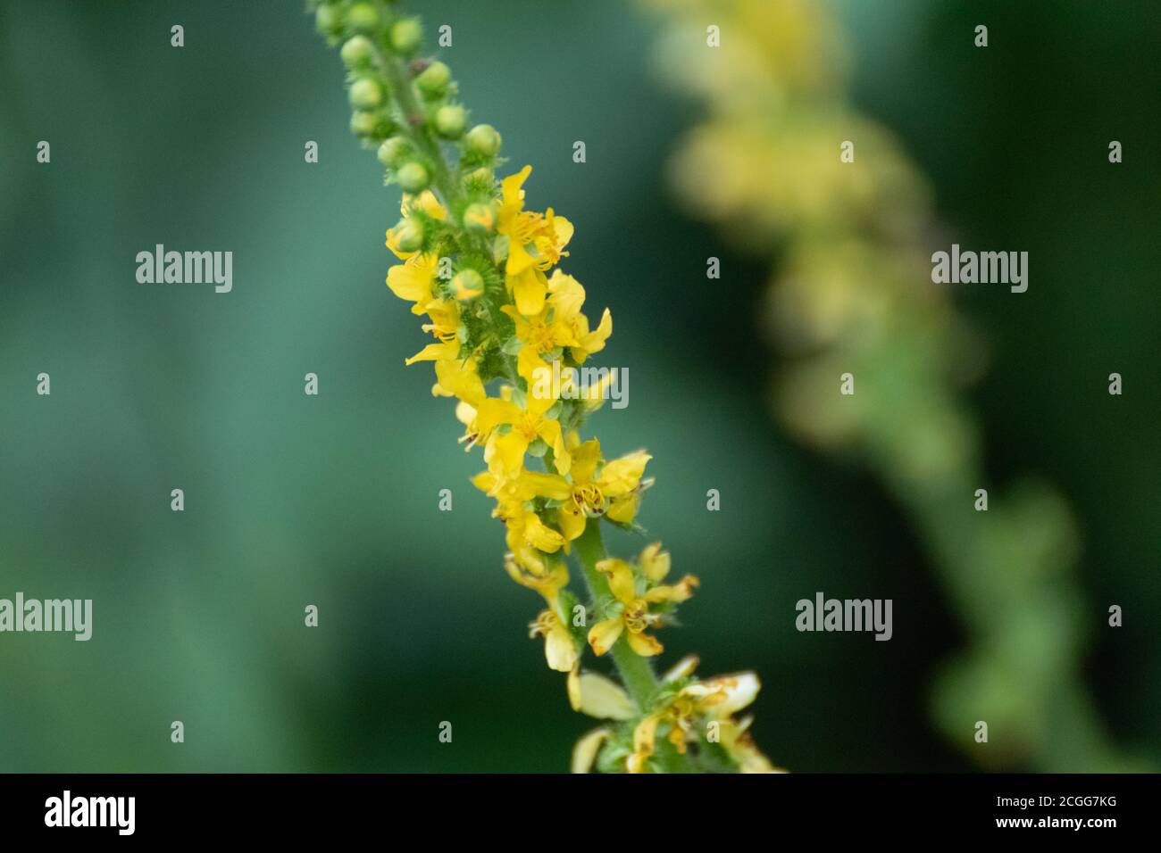 Agrimony yellow tall stem medicinal herb flowers macro. Wild summer meadow grass close-up on blurred dark green lawn natural background Stock Photo