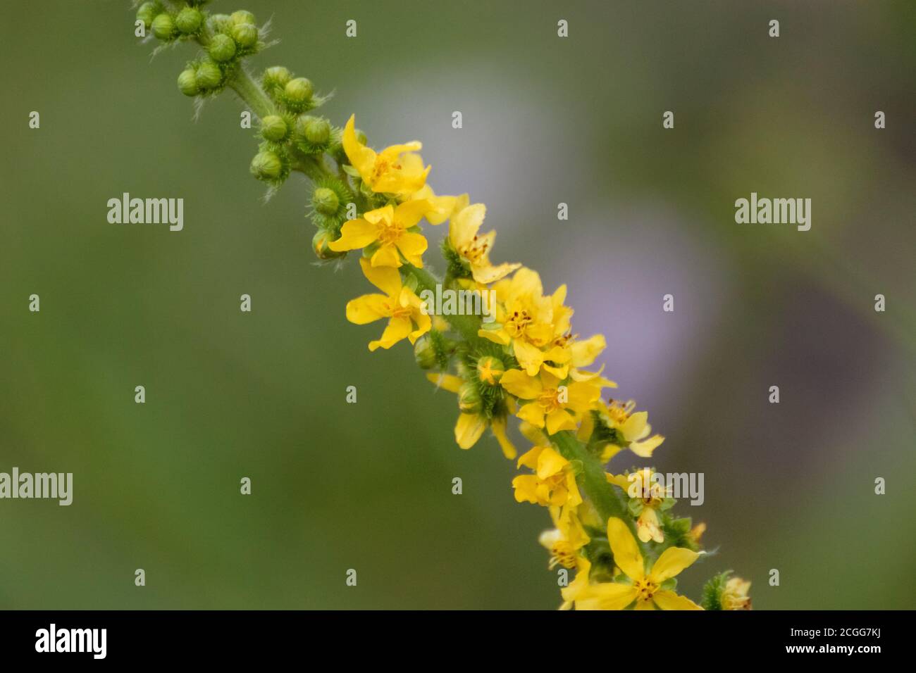 Agrimony yellow tall stem medicinal herb flowers macro. Wild summer grass close-up on blurred green lawn natural background Stock Photo