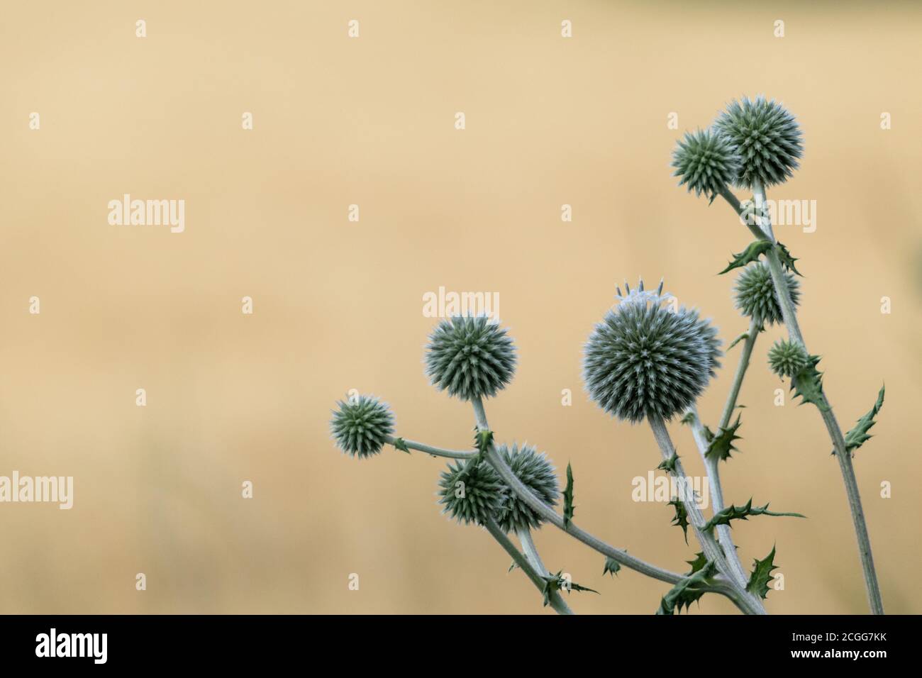 Globe thistle ball-shaped green flowers macro. Echinops ritro wild prickly grass on blurred beige yellow background. Copy space natural detailed herba Stock Photo