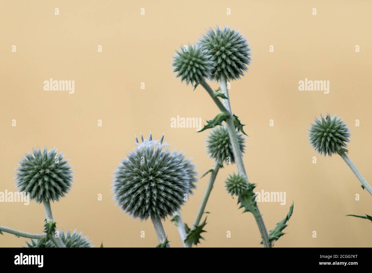 Globe thistle ball-shaped green flowers macro. Echinops ritro prickly grass on blurred beige yellow background. Copy space natural modern detailed her Stock Photo