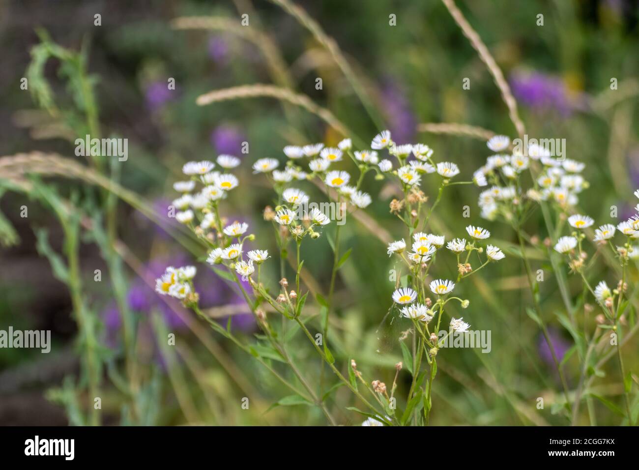 Sweet tiny white wild daisy like flowers in wild natural flowers field in green, yellow and purple flowers around environment. Erigeron strigosus Stock Photo