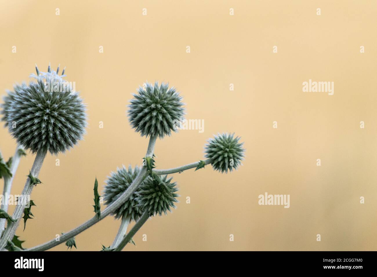 Globe thistle round-shaped green flowers macro. Echinops ritro wild prickly grass on blurred beige yellow background. Copy space natural modern detail Stock Photo