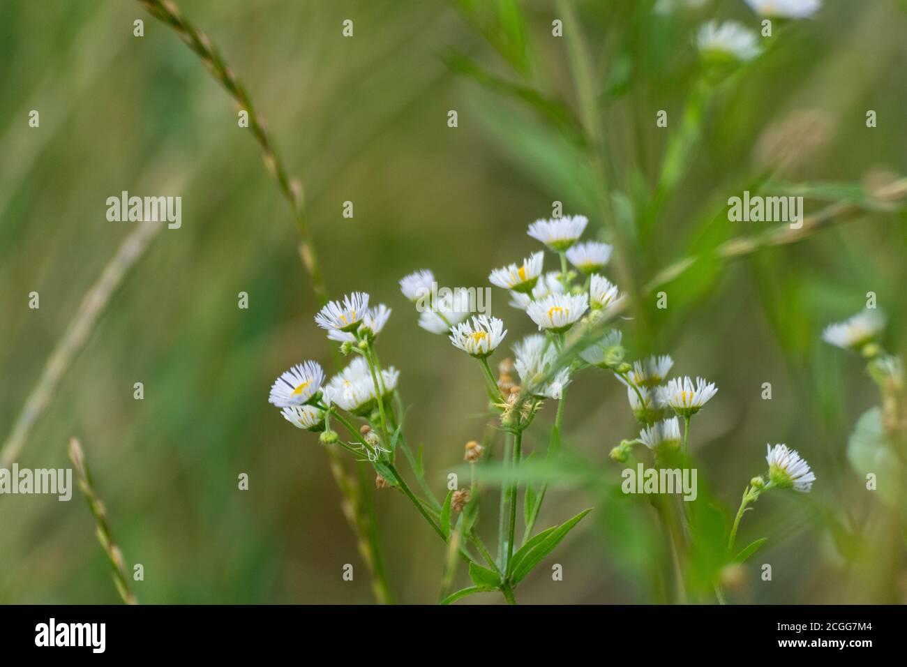 Sweet tiny white wild daisy like flowers in natural flowers field in green, yellow and purple flowers around environment. Erigeron strigosus Stock Photo