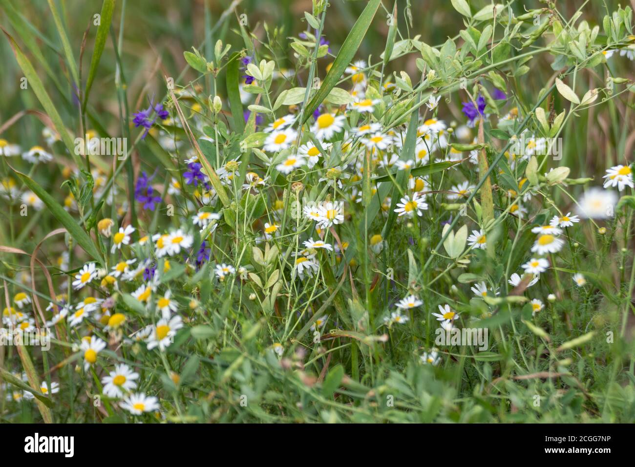 Sweet tiny white wild daisy like flowers in wild nature field in green, yellow and purple flowers around environment. Erigeron strigosus Stock Photo
