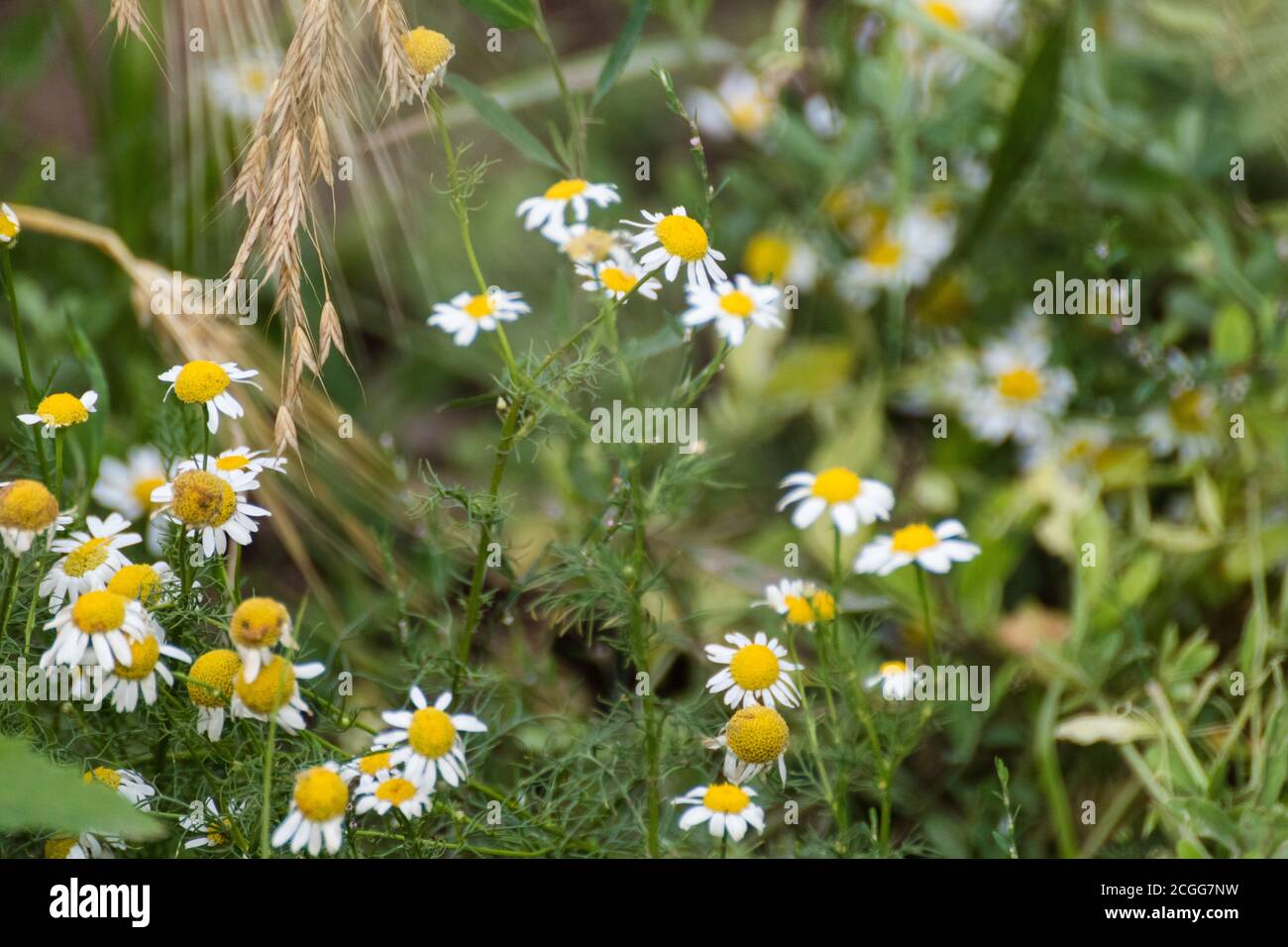 Chamomile or camomile white daisy-like wild flowers blooming in meadow light field close-up Stock Photo
