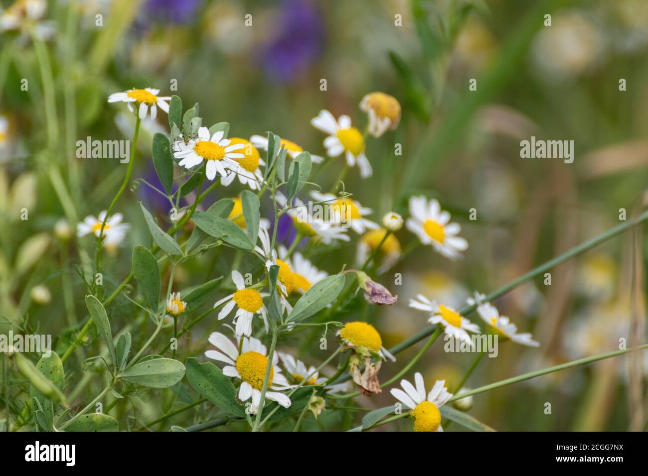 Chamomile or camomile white daisy-like wild flowers blooming in meadow blurred field close-up Stock Photo