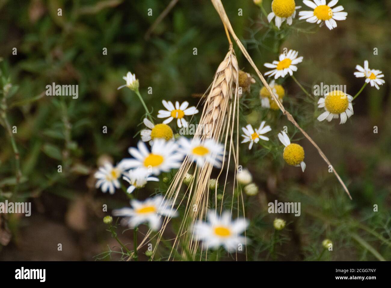 Chamomile or camomile white daisy-like wild flowers blooming in meadow and wheat stem grassland close-up Stock Photo