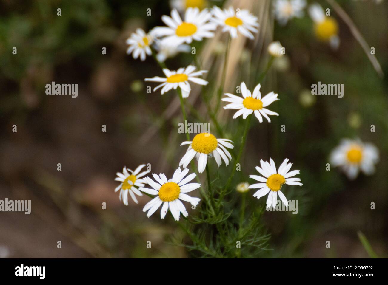 Chamomile or camomile white daisy-like wild flowers blooming in meadow field close-up Stock Photo